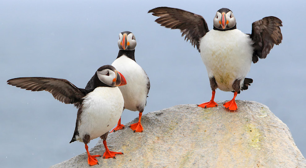 Ask from PDF Notebook